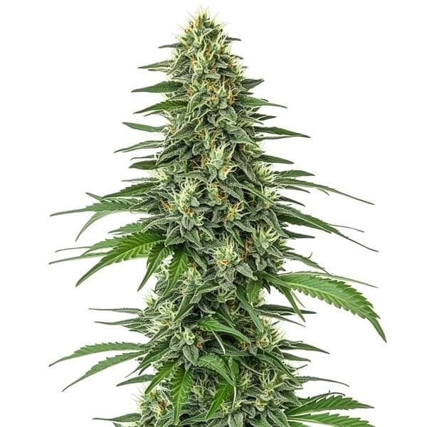 Shiskaberry (Blimburn Seeds) – offizielles Produktbild