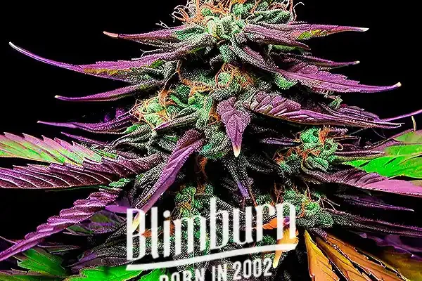 Shiskaberry Auto (Blimburn Seeds) – offizielles Produktbild