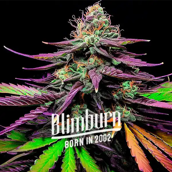 Shiskaberry Auto (Blimburn Seeds) – offizielles Produktbild