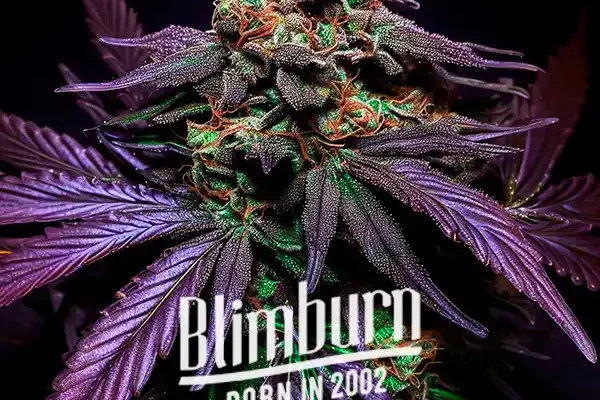 Shiskaberry Cake (Blimburn Seeds) – offizielles Produktbild