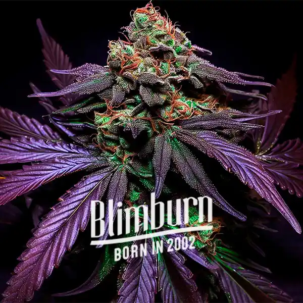 Shiskaberry Cake (Blimburn Seeds) – offizielles Produktbild