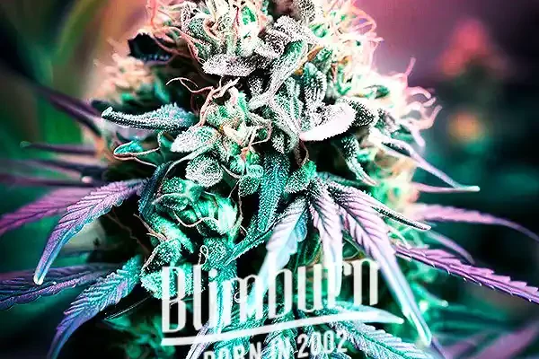 Shiskaberry Cookies (Blimburn Seeds) – offizielles Produktbild
