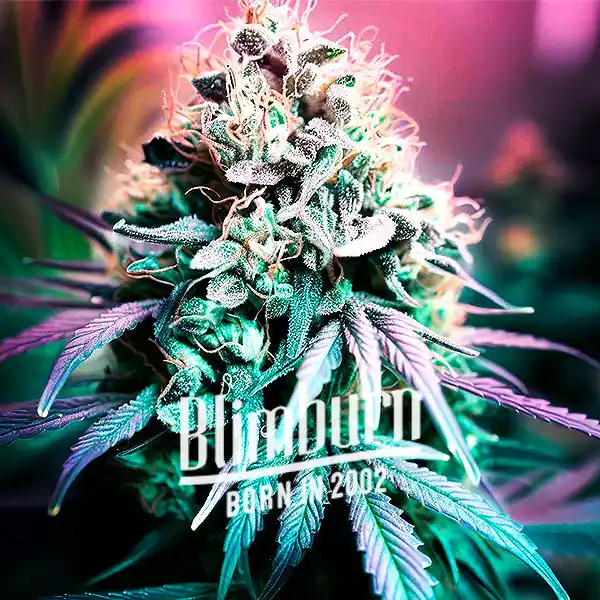 Shiskaberry Cookies (Blimburn Seeds) – offizielles Produktbild