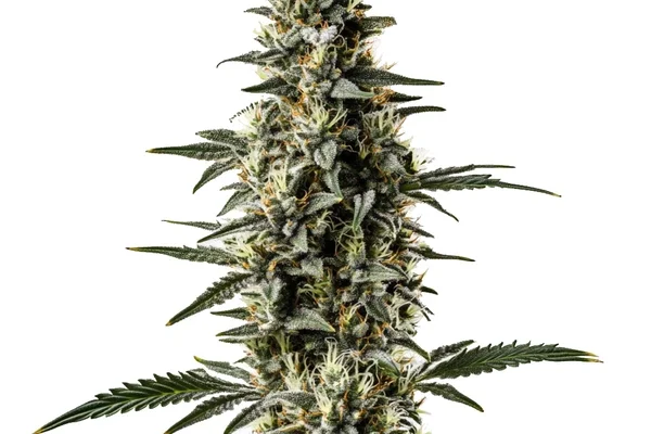 Shiskaberry x Candida Schnellversion CBD (Blimburn Seeds) – offizielles Produktbild