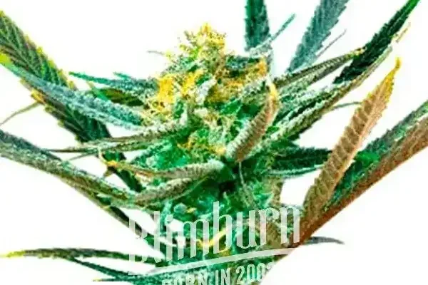 Shiskaberry Kush (Blimburn Seeds) – offizielles Produktbild