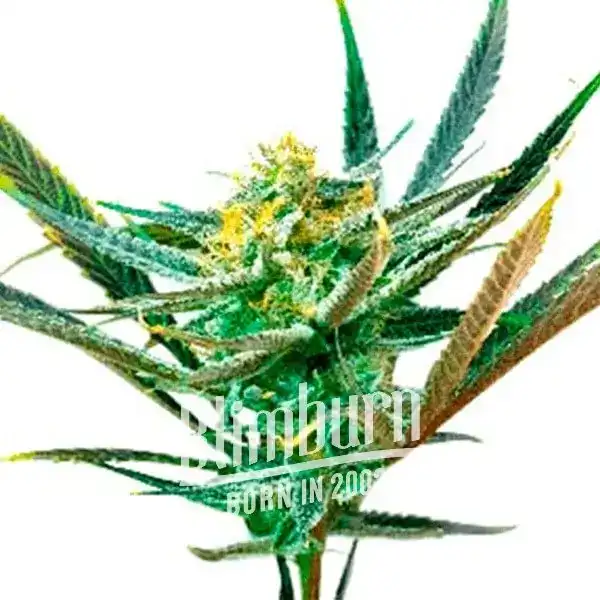 Shiskaberry Kush (Blimburn Seeds) – offizielles Produktbild