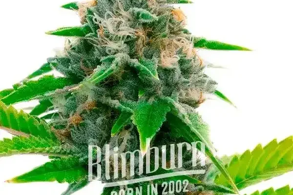 Siberian (Blimburn Seeds) – offizielles Produktbild