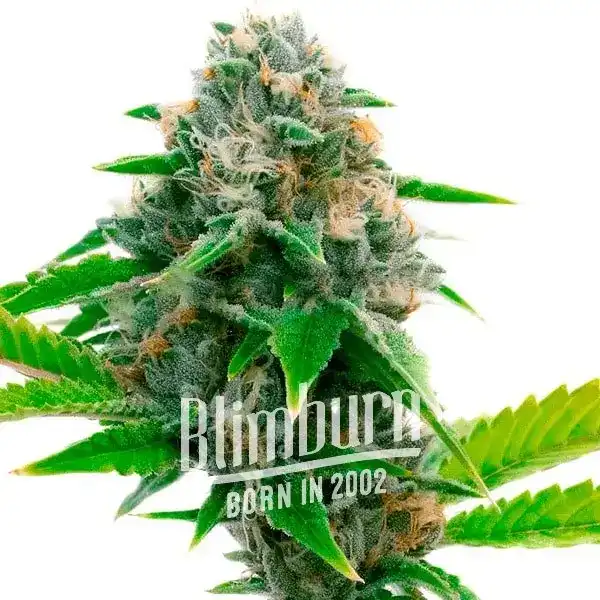 Siberian (Blimburn Seeds) – offizielles Produktbild