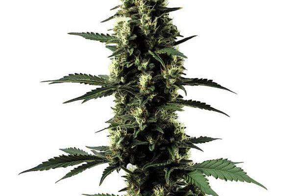 Silver Surfer Haze (Blimburn Seeds) – offizielles Produktbild