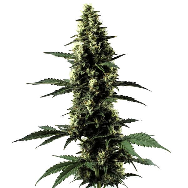 Silver Surfer Haze (Blimburn Seeds) – offizielles Produktbild