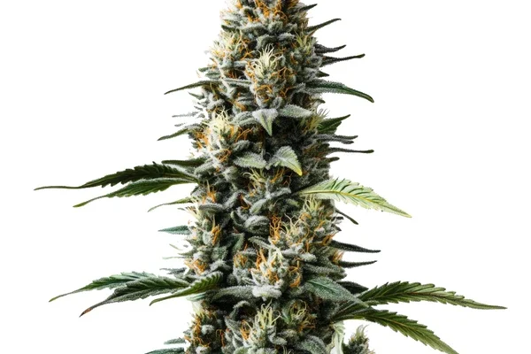 Skunk Auto (Blimburn Seeds) – offizielles Produktbild