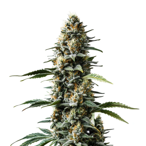 Skunk Auto (Blimburn Seeds) – offizielles Produktbild