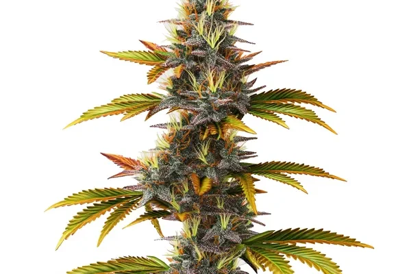 Skunk Schnellversion (Blimburn Seeds) – offizielles Produktbild