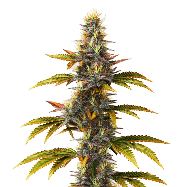 Skunk Schnellversion (Blimburn Seeds) – offizielles Produktbild