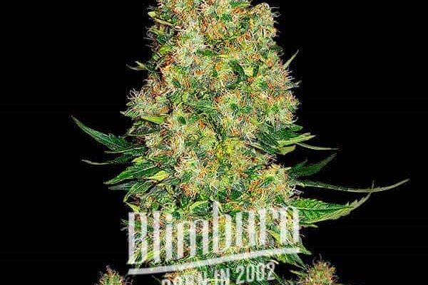 Skunk Kush (Blimburn Seeds) – offizielles Produktbild