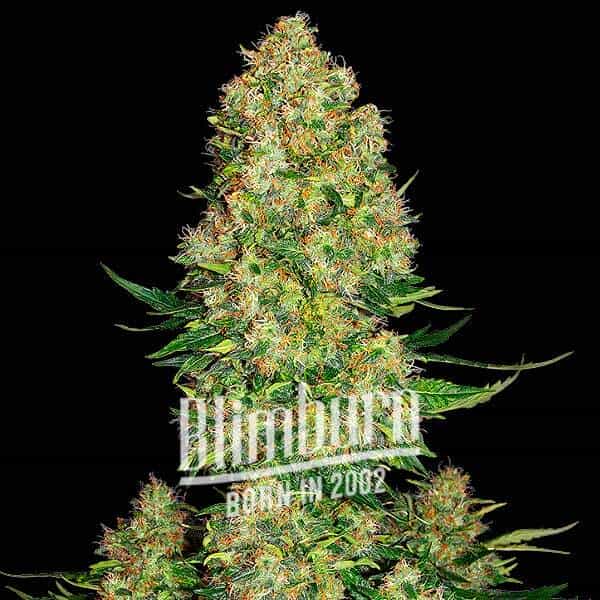 Skunk Kush (Blimburn Seeds) – offizielles Produktbild