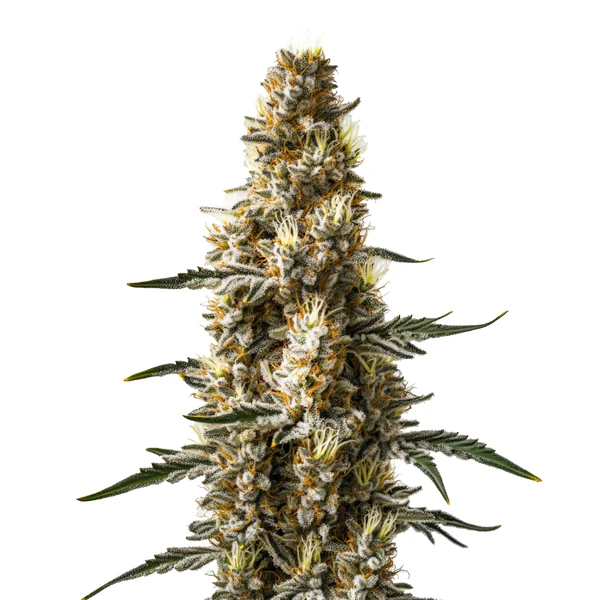 Skunk Kush Auto (Blimburn Seeds) – offizielles Produktbild