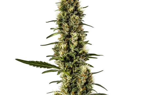 Skunk Regulär (Blimburn Seeds) – offizielles Produktbild
