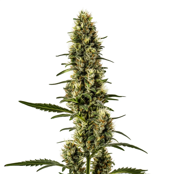 Skunk Regulär (Blimburn Seeds) – offizielles Produktbild