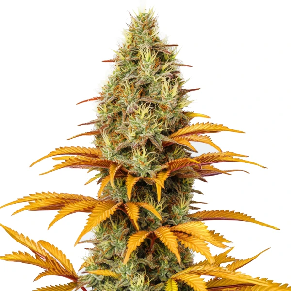 Skunk x Northern Lights (Blimburn Seeds) – offizielles Produktbild