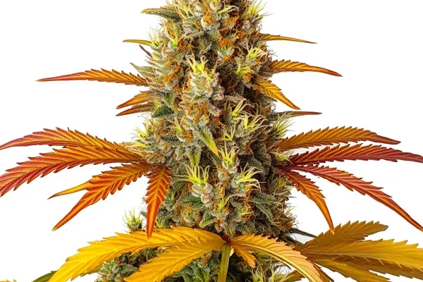 Skunk x Northern Lights Schnellversion (Blimburn Seeds) – offizielles Produktbild