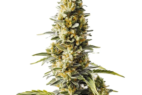 Skunk x Rosetta Stone Schnellversion (Blimburn Seeds) – offizielles Produktbild