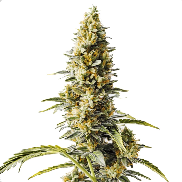 Skunk x Rosetta Stone Schnellversion (Blimburn Seeds) – offizielles Produktbild