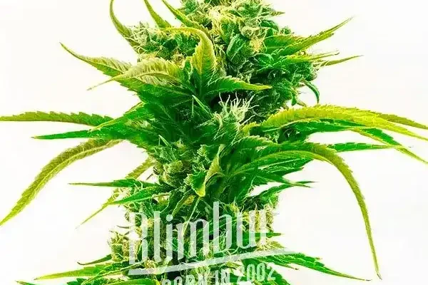 Skunk Diesel (Blimburn Seeds) – offizielles Produktbild