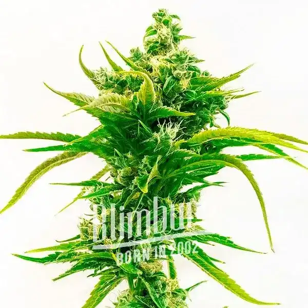Skunk Diesel (Blimburn Seeds) – offizielles Produktbild