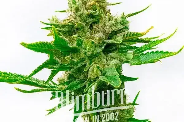 Skunk x Cinderella 99 Schnellversion (Blimburn Seeds) – offizielles Produktbild