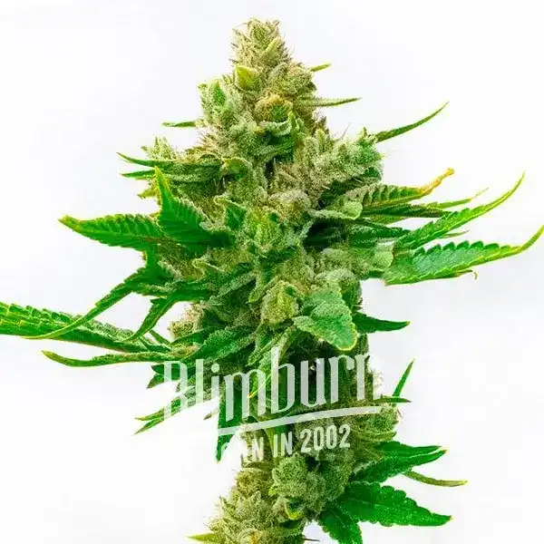 Skunk x Cinderella 99 Schnellversion (Blimburn Seeds) – offizielles Produktbild