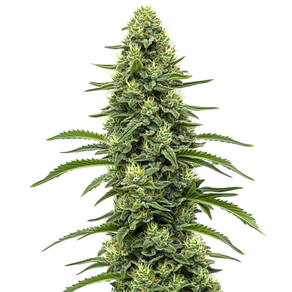 Skywalker (Blimburn Seeds) – offizielles Produktbild