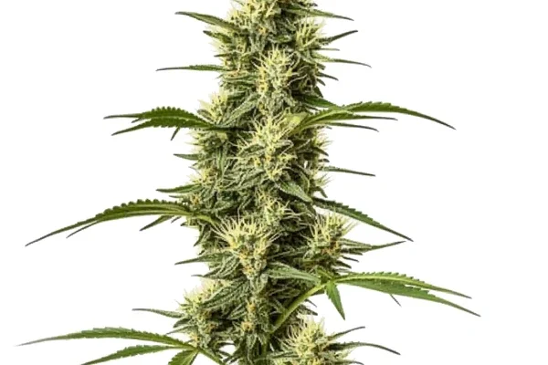 Skywalker Schnellversion (Blimburn Seeds) – offizielles Produktbild
