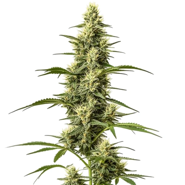 Skywalker Schnellversion (Blimburn Seeds) – offizielles Produktbild