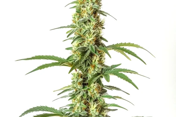 Skywalker Ghost x Triangle Kush (Blimburn Seeds) – offizielles Produktbild