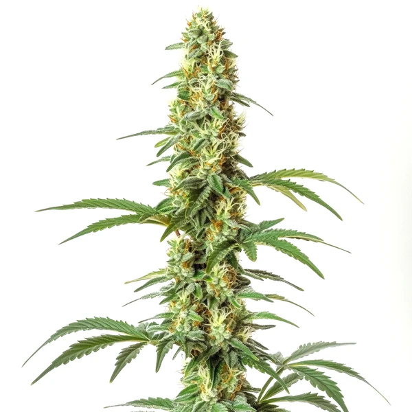 Skywalker Ghost x Triangle Kush (Blimburn Seeds) – offizielles Produktbild