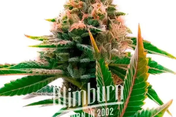 Skywalker x Girl Scout Cookies (Blimburn Seeds) – offizielles Produktbild