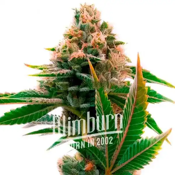 Skywalker x Girl Scout Cookies (Blimburn Seeds) – offizielles Produktbild