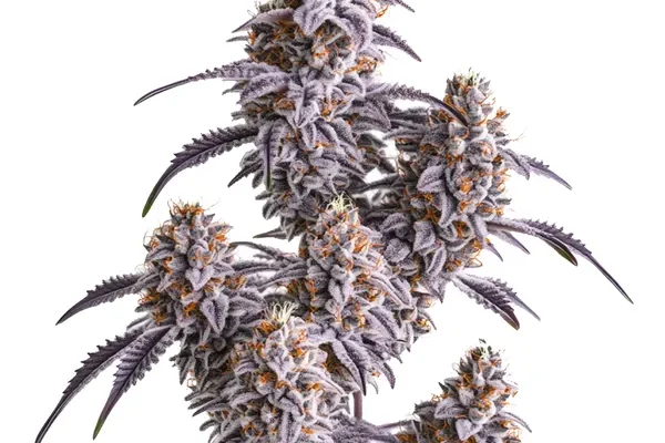 Slurricane (Blimburn Seeds) – offizielles Produktbild