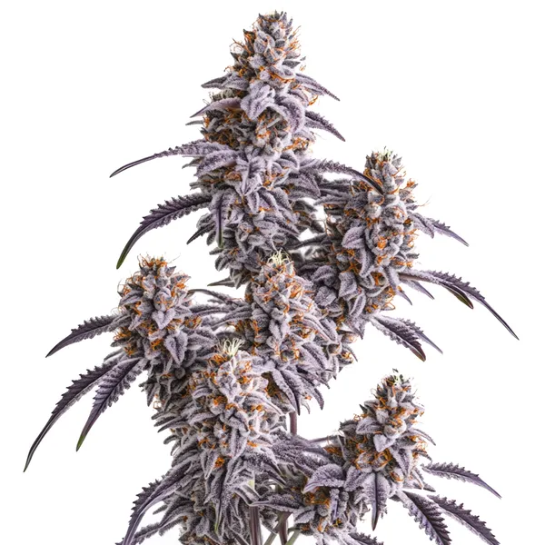 Slurricane (Blimburn Seeds) – offizielles Produktbild