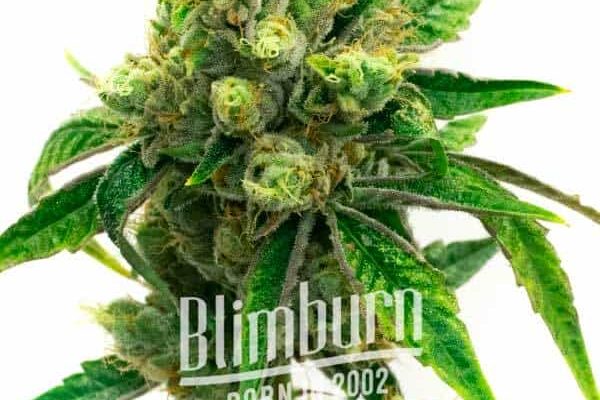 Snow Ripper Regulär (Blimburn Seeds) – offizielles Produktbild