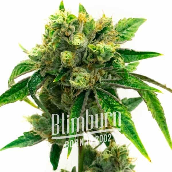 Snow Ripper Regulär (Blimburn Seeds) – offizielles Produktbild