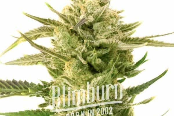 Snow White (Blimburn Seeds) – offizielles Produktbild