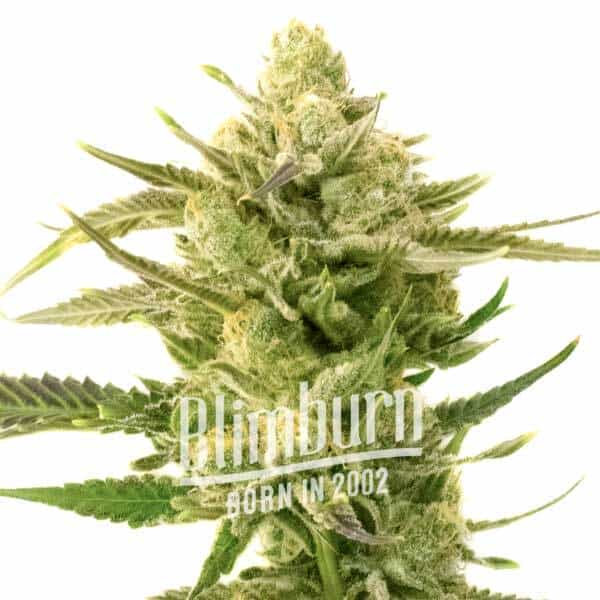 Snow White (Blimburn Seeds) – offizielles Produktbild