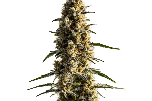 Somango (Blimburn Seeds) – offizielles Produktbild