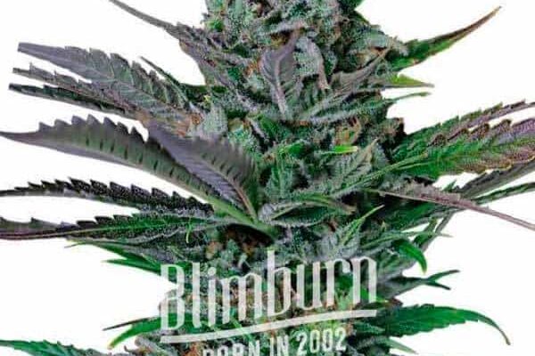 Somango Auto (Blimburn Seeds) – offizielles Produktbild