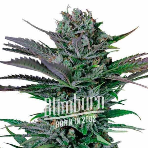 Somango Auto (Blimburn Seeds) – offizielles Produktbild
