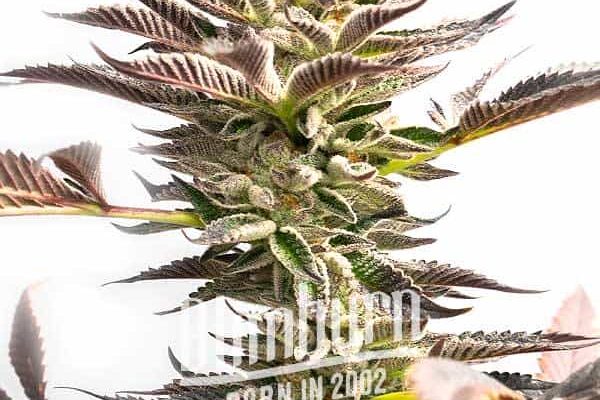Somango Schnellversion (Blimburn Seeds) – offizielles Produktbild