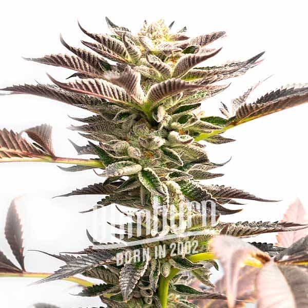 Somango Schnellversion (Blimburn Seeds) – offizielles Produktbild