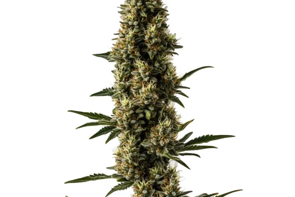 Somango x Sweet Auto (Blimburn Seeds) – offizielles Produktbild